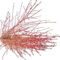 Cornus gelb Flaviramea 100cm