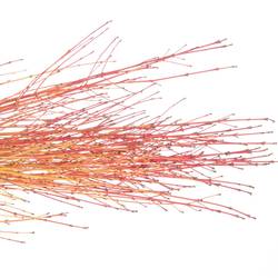 Cornus gelb Flaviramea 100cm