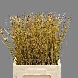 Cornus gelb Flaviramea 100cm