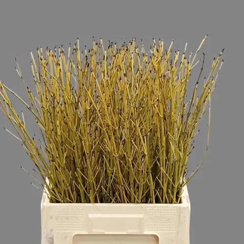 Cornus gelb Flaviramea 100cm