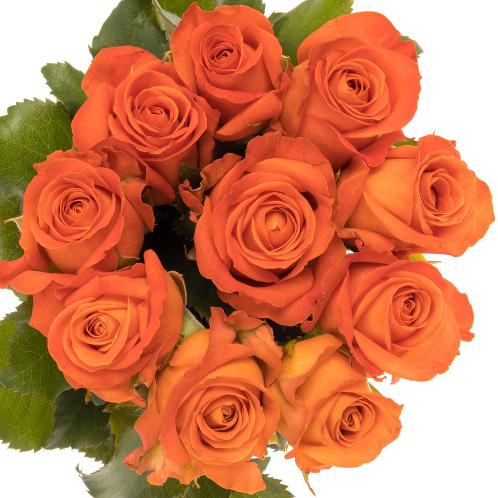 Rose orange Clarence 80cm