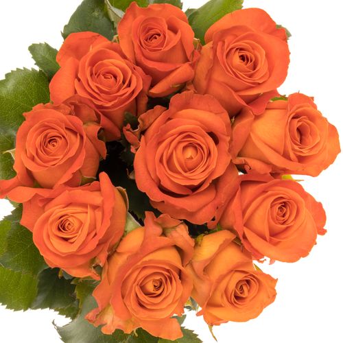 Rose orange Clarence 80cm