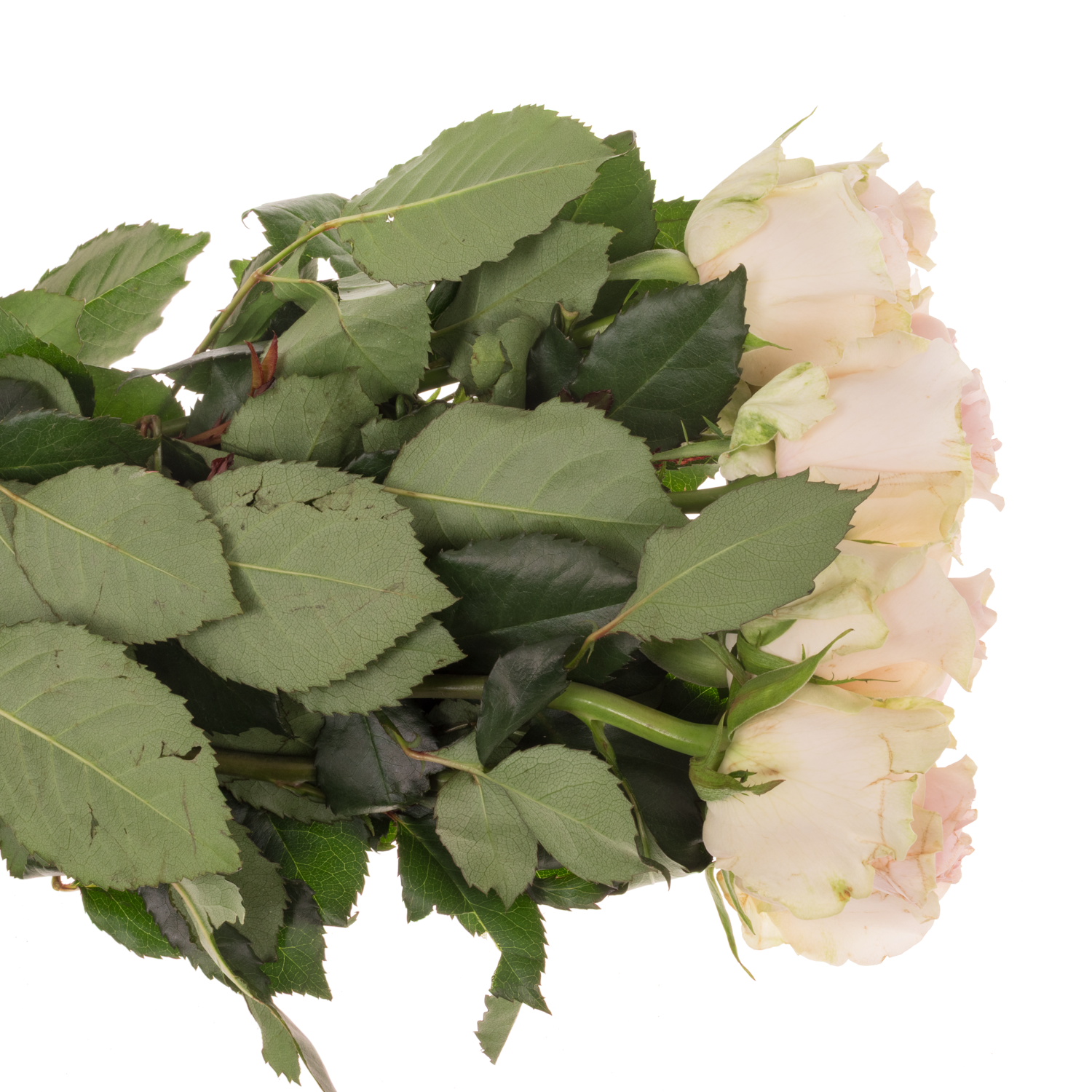 Rose rosa Sweet Revival 50cm