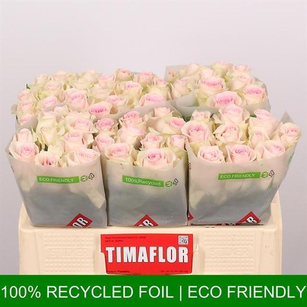 Rose rosa Sweet Revival 50cm