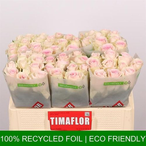 Rose rosa Sweet Revival 50cm