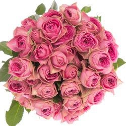 Rose verzweigt rosa Bijoux 5+Blüte 50cm
