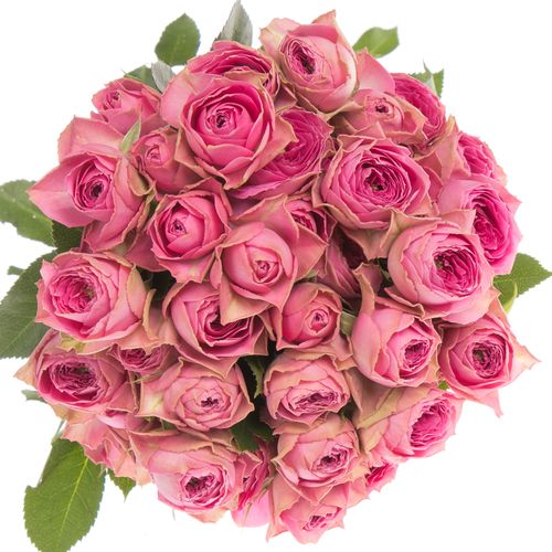 Rose verzweigt rosa Bijoux 5+Blüte 50cm