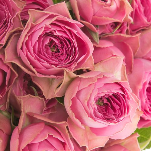Rose verzweigt rosa Bijoux 5+Blüte 50cm