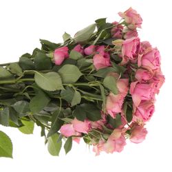 Rose verzweigt rosa Bijoux 5+Blüte 50cm