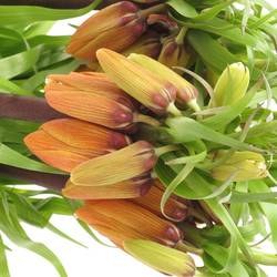 Fritilaria Orange 70cm
