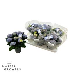 Hortensie blau/lila Magical Revolution 5+Blüte T12 H028