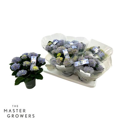 Hortensie blau/lila Magical Revolution 5+Blüte T12 H028