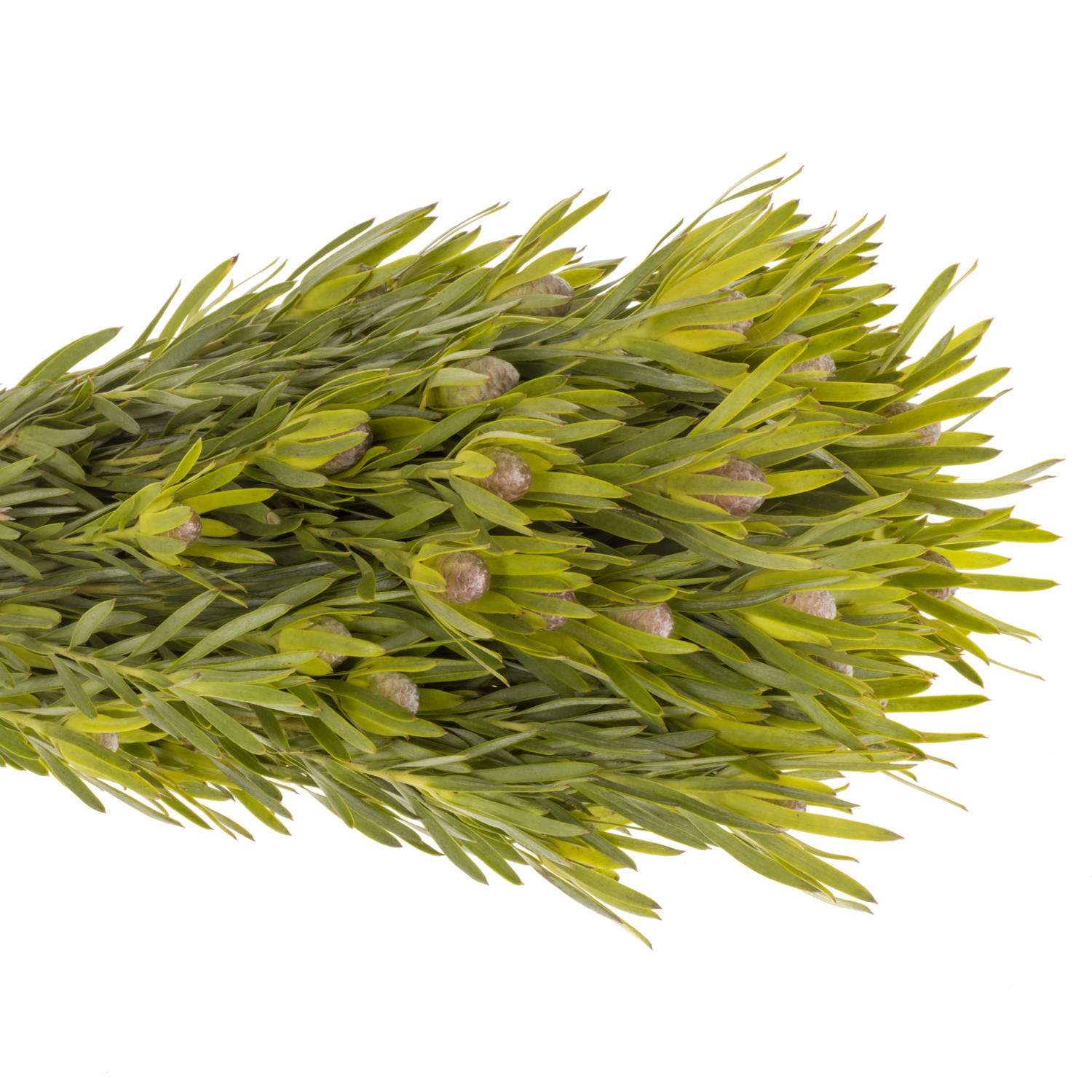 Leucadendron grün Lime verzweigt 40cm