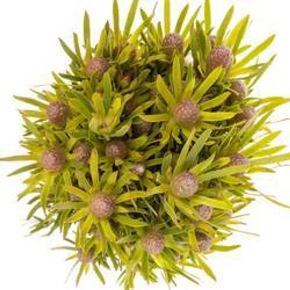 Leucadendron grün Lime verzweigt 40cm