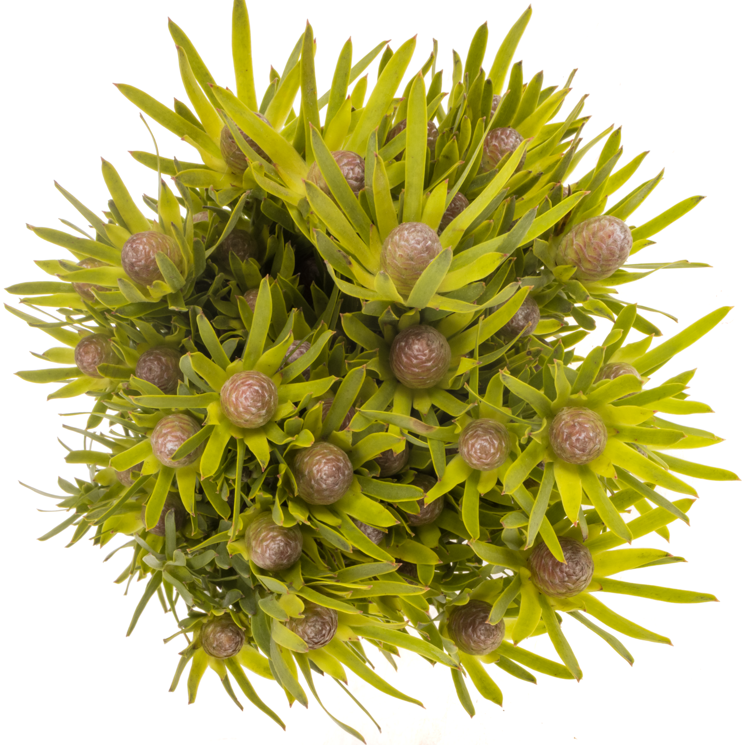 Leucadendron grün Lime verzweigt 40cm