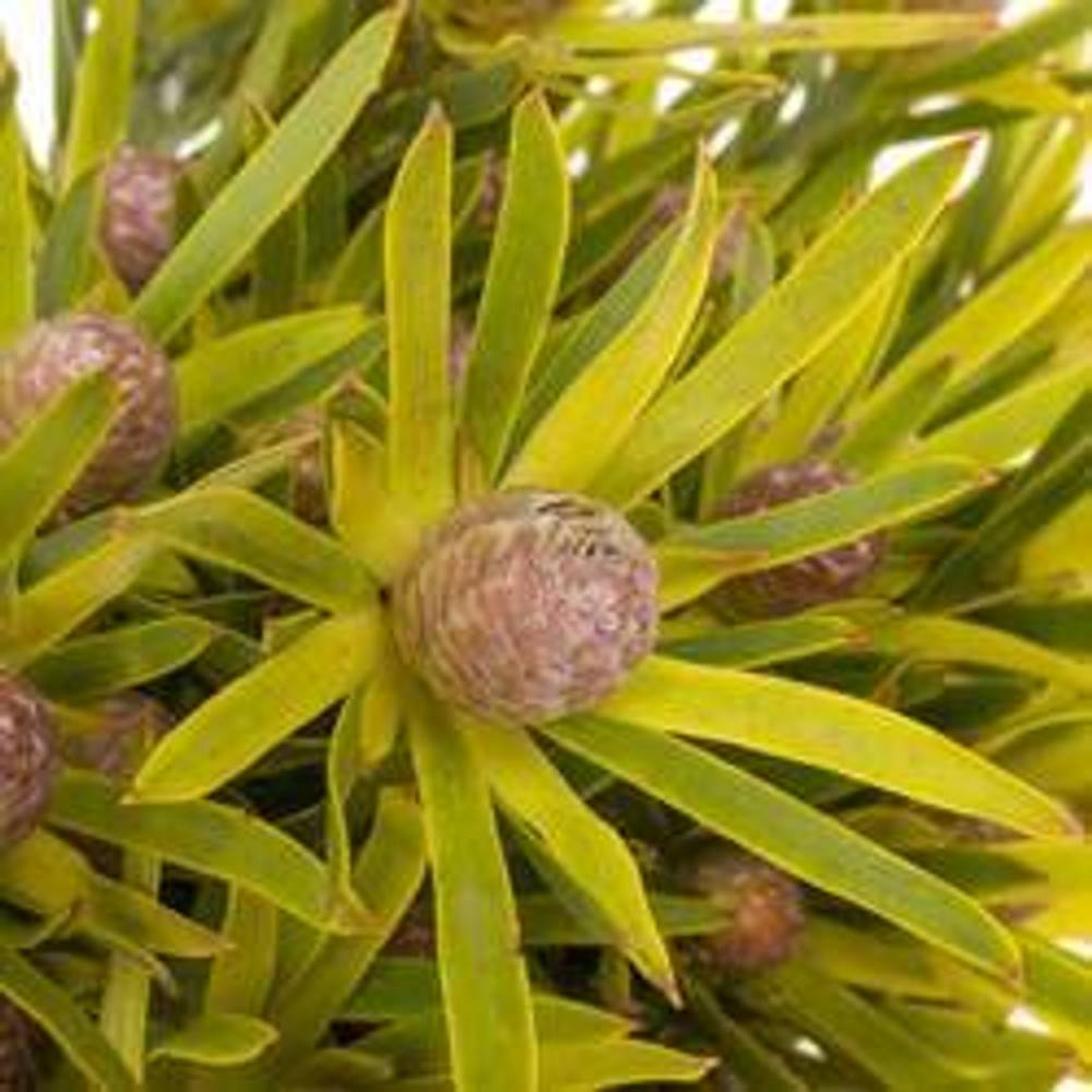 Leucadendron grün Lime verzweigt 40cm