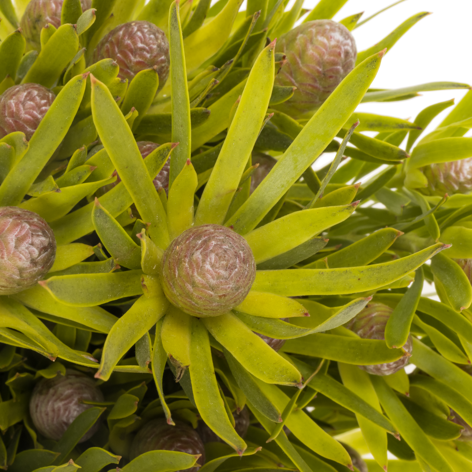 Leucadendron grün Lime verzweigt 40cm