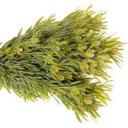 Leucadendron grün Lime verzweigt 40cm
