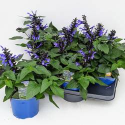 Salvia blau Rockin True Blue T17 H060
