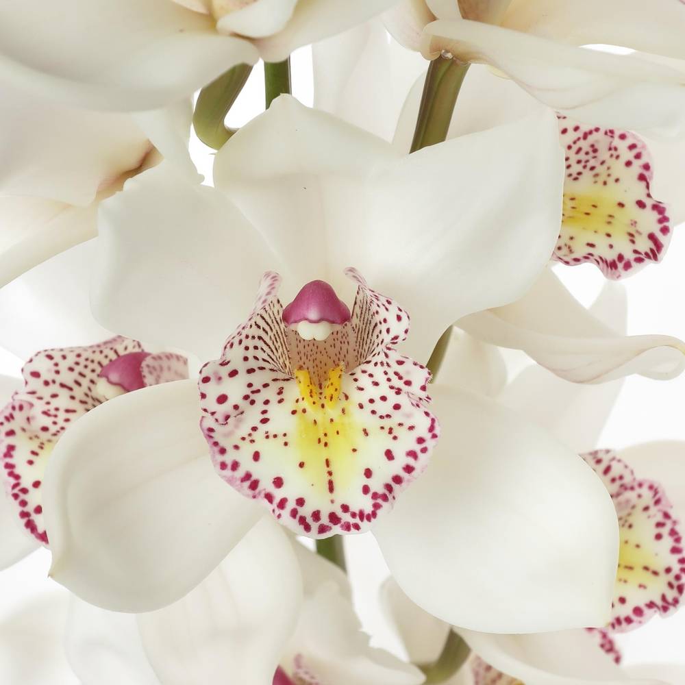 Cymbidium weiss No60 80cm 13+Blüte