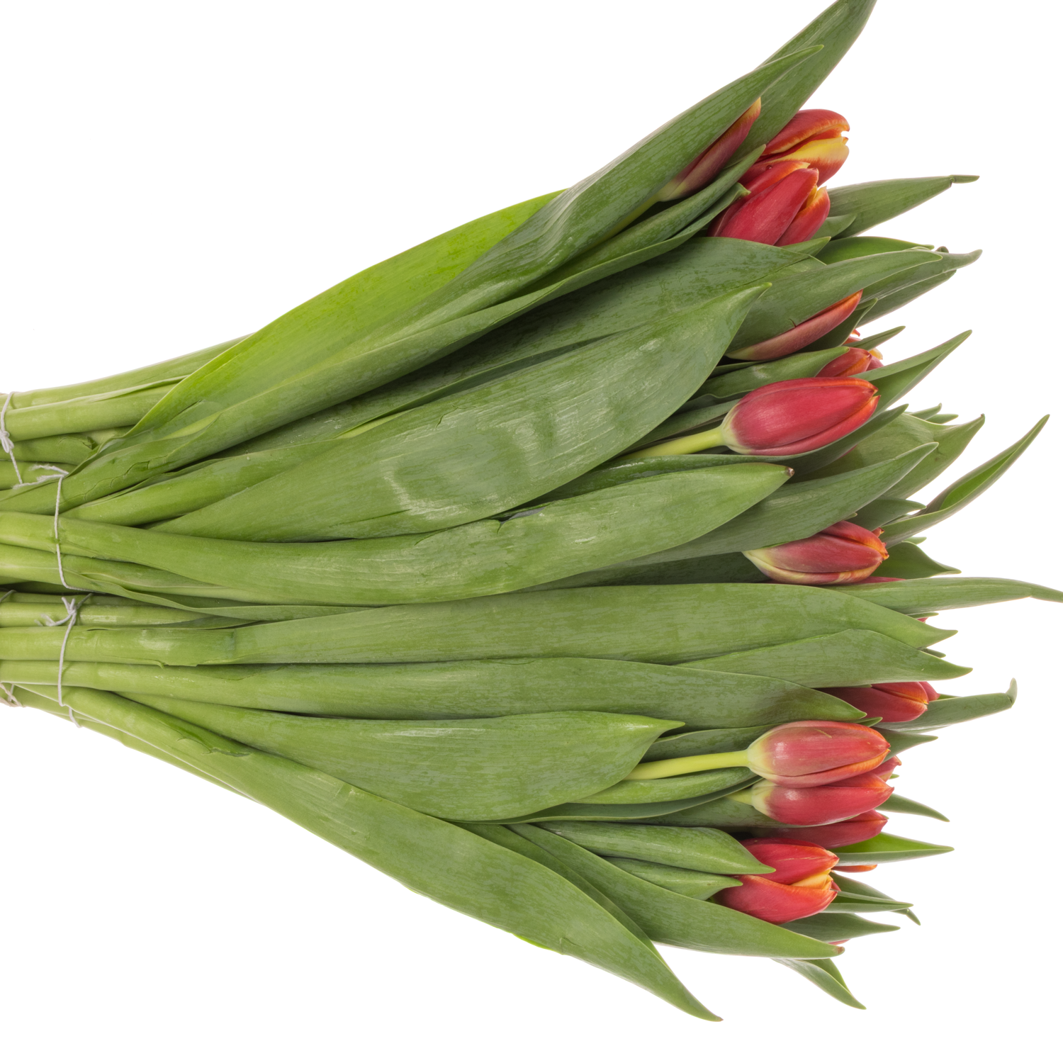 Tulpe rot/orange performnce 46 Gramm