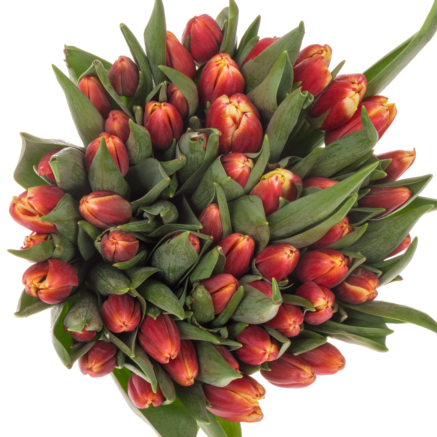 Tulpe rot/orange performnce 46 Gramm