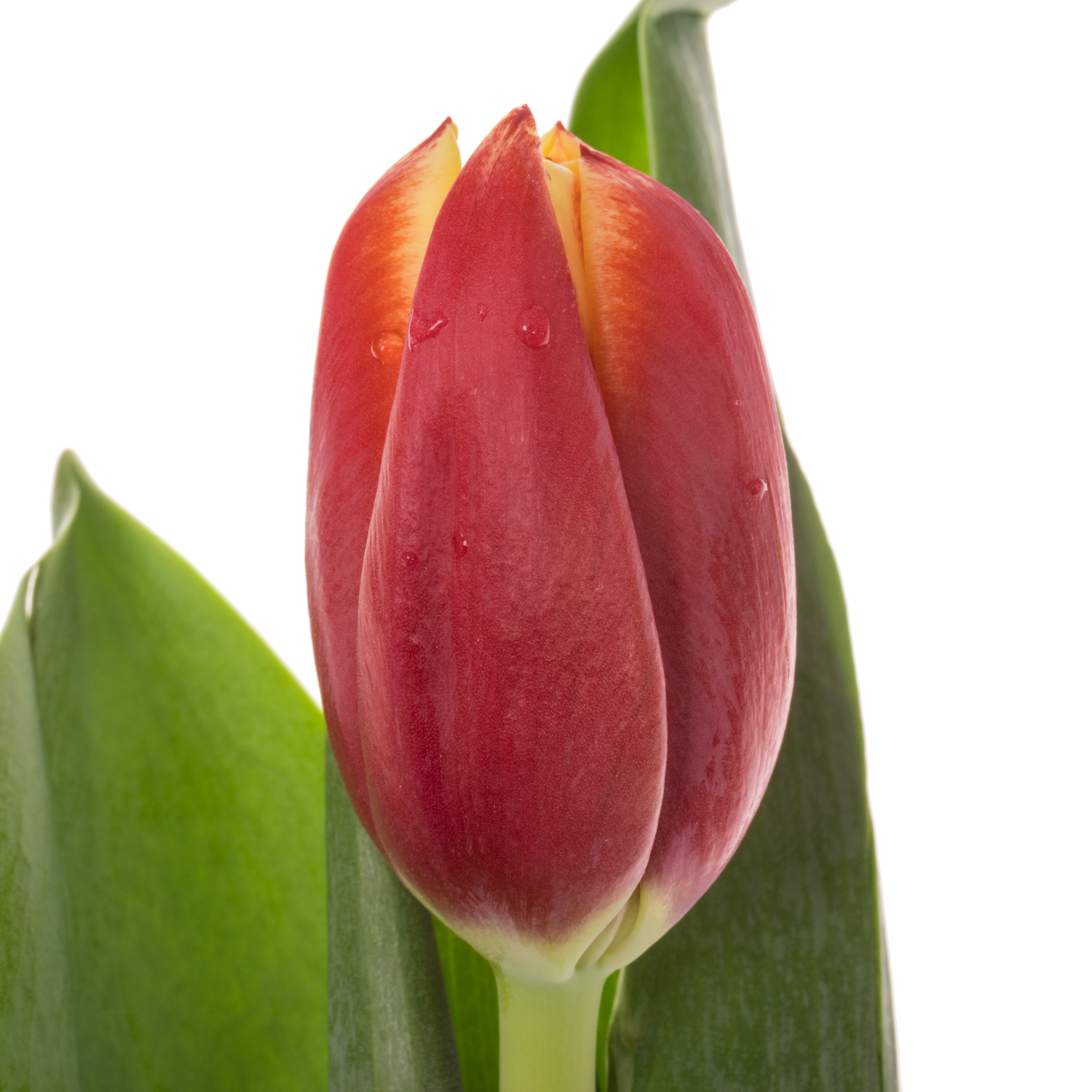 Tulpe rot/orange performnce 46 Gramm