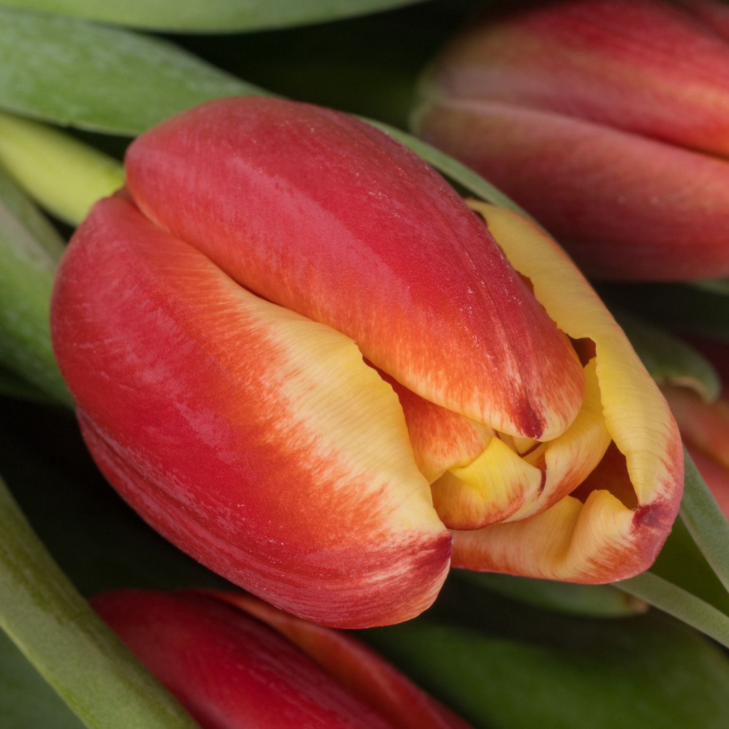 Tulpe rot/orange performnce 46 Gramm