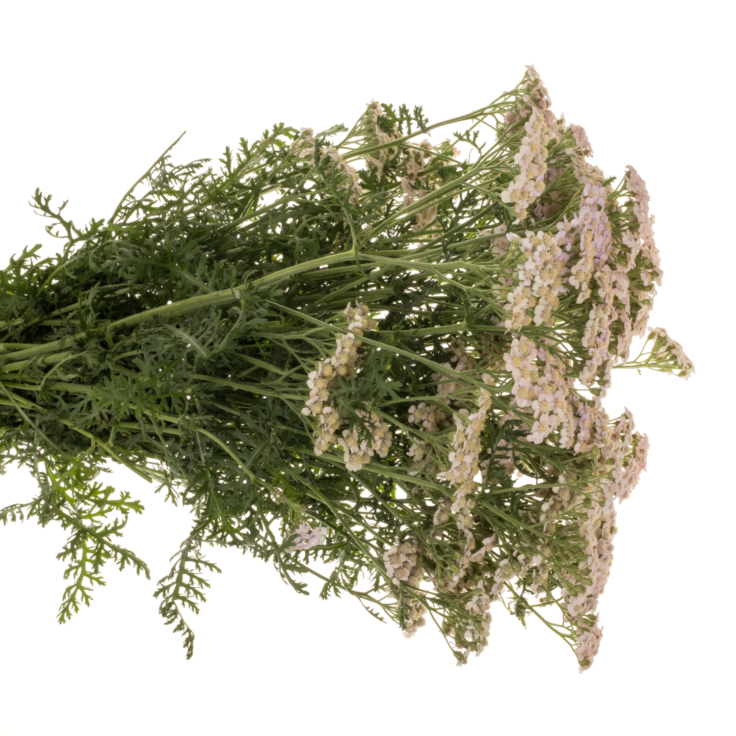 Achillea hell rosa Pink Dream 55cm