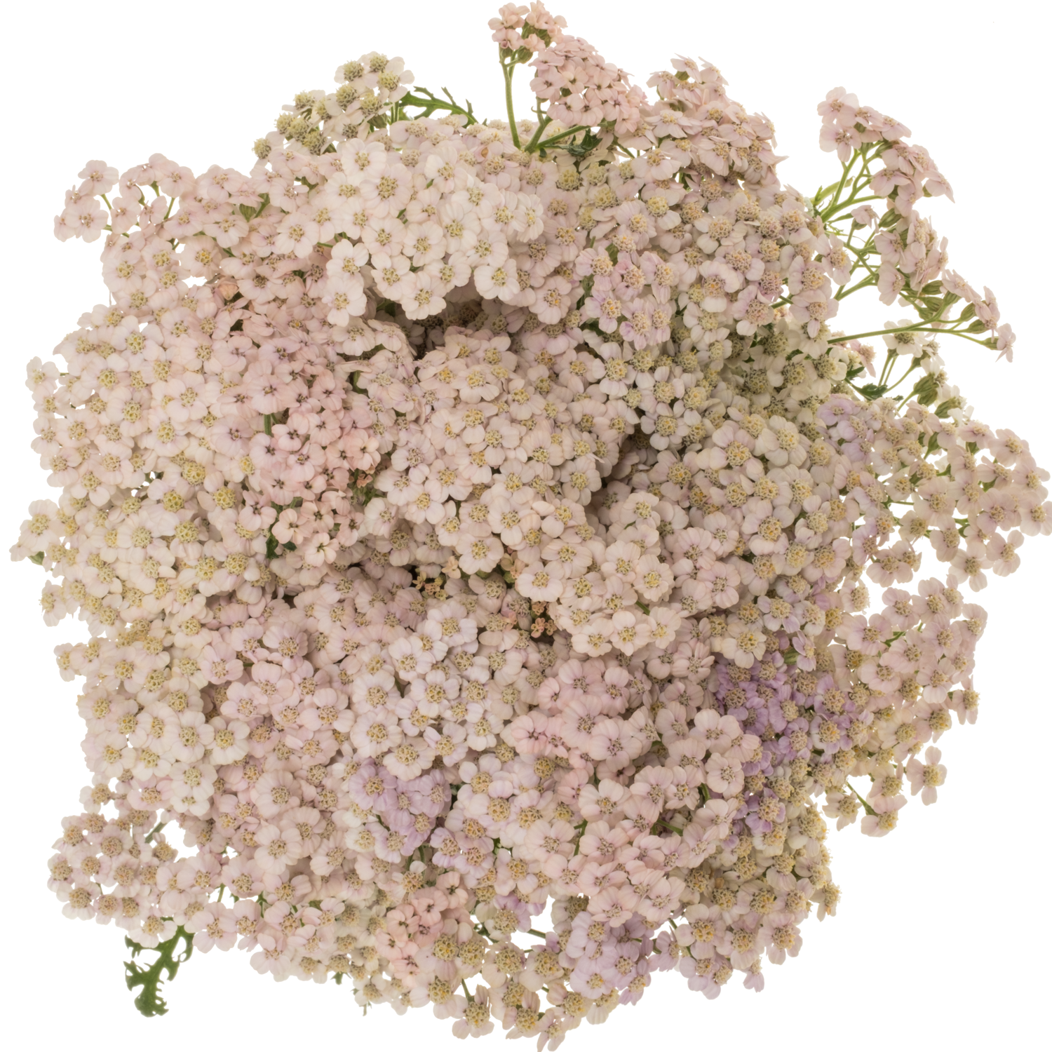Achillea hell rosa Pink Dream 55cm