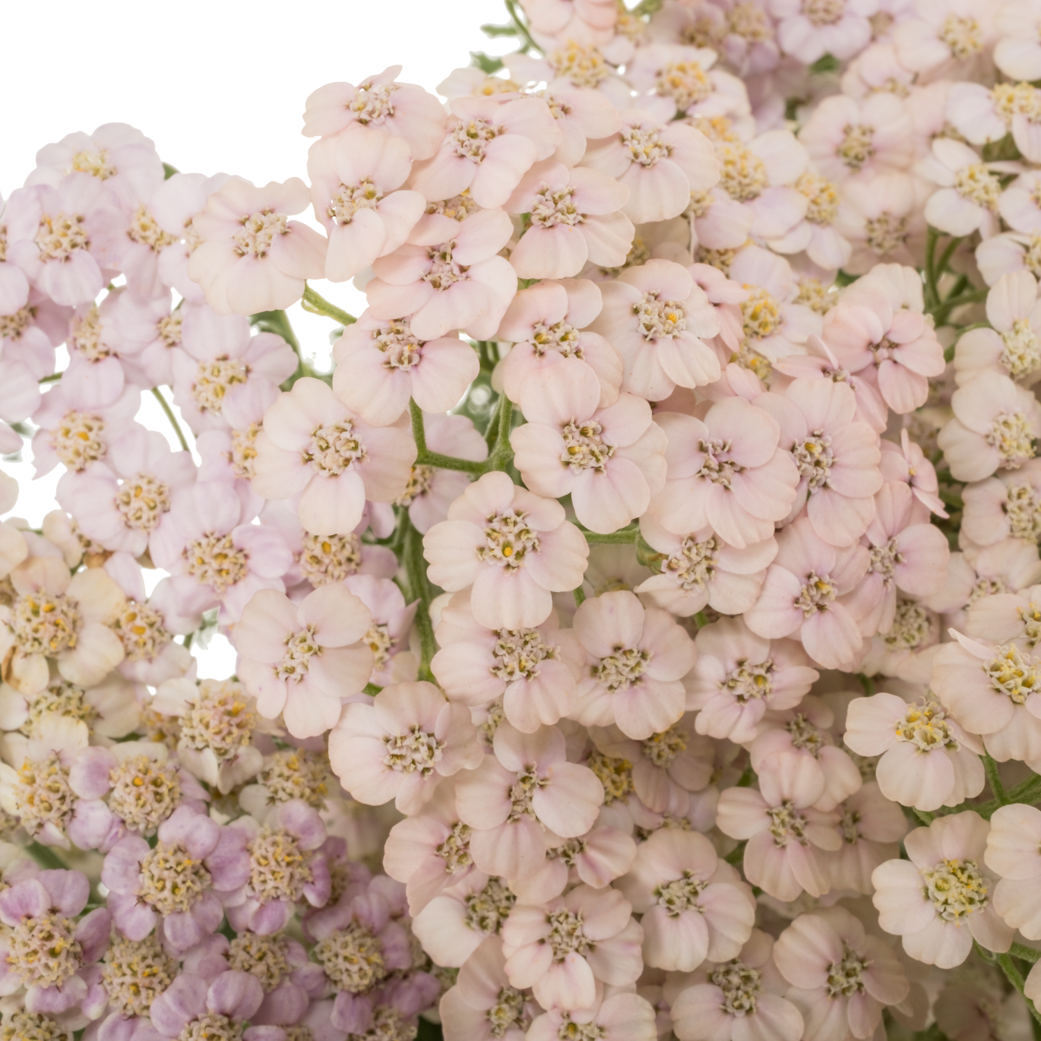 Achillea hell rosa Pink Dream 55cm