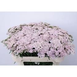 Achillea hell rosa Pink Dream 55cm