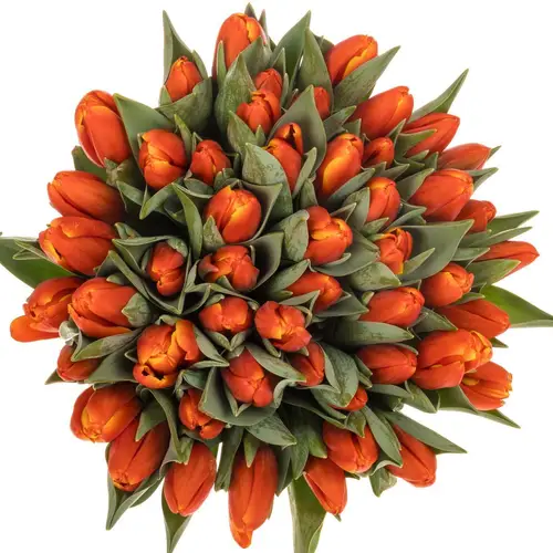 Tulpe orange Striker 50 Gramm