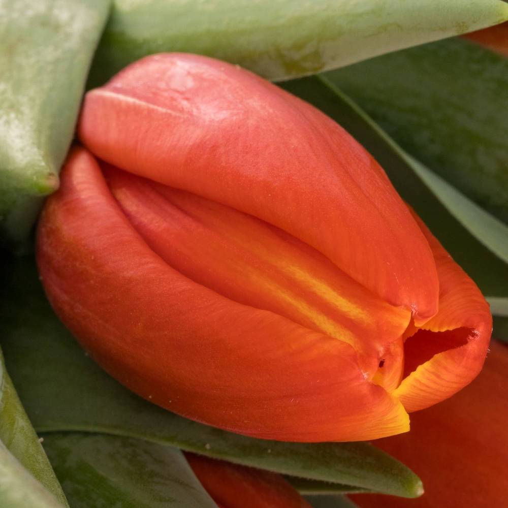 Tulpe orange Striker 50 Gramm