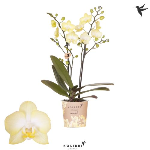 Phal.2-R gelb Colombia Kolibri T09 H35