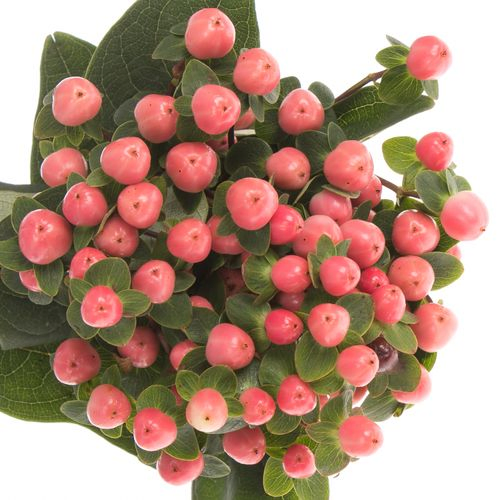 Hypericum rosa Coco Kimono 40cm