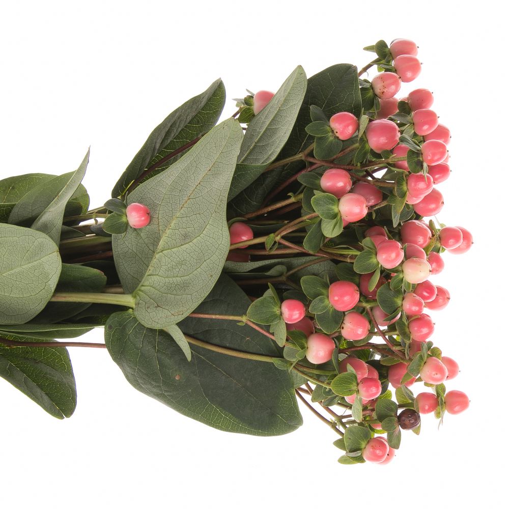 Hypericum rosa Coco Kimono 40cm