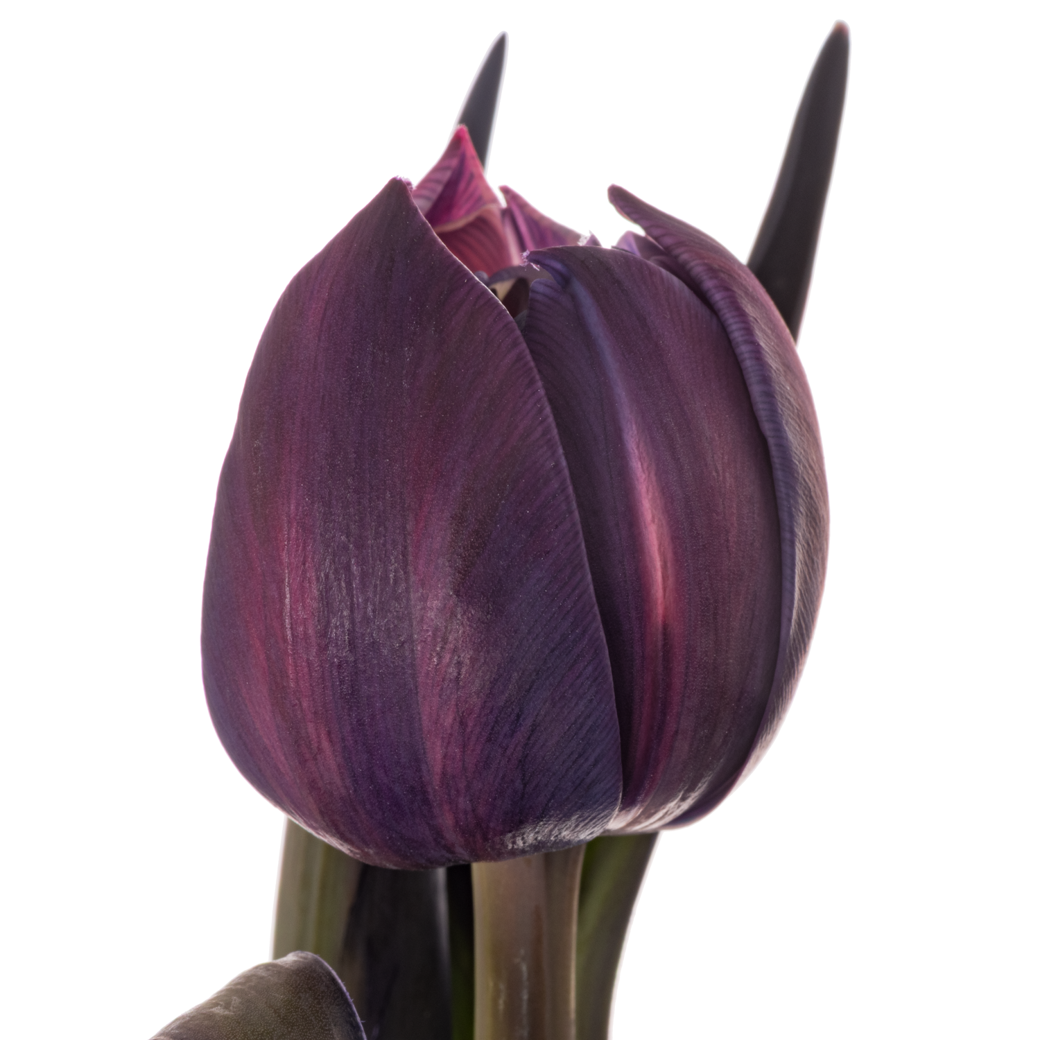 Tulpe Lila gefärbt Double Purple 32 Gramm