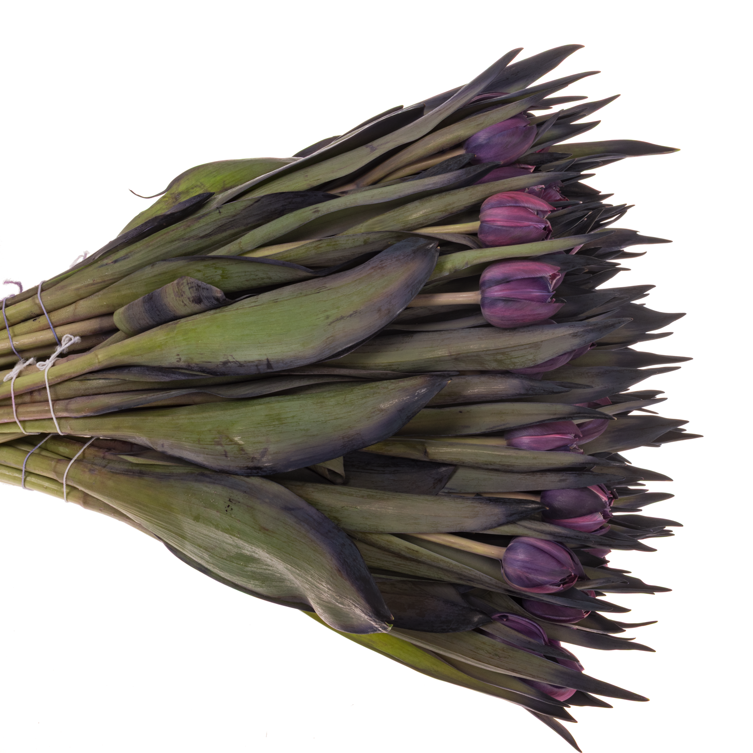 Tulpe Lila gefärbt Double Purple 32 Gramm