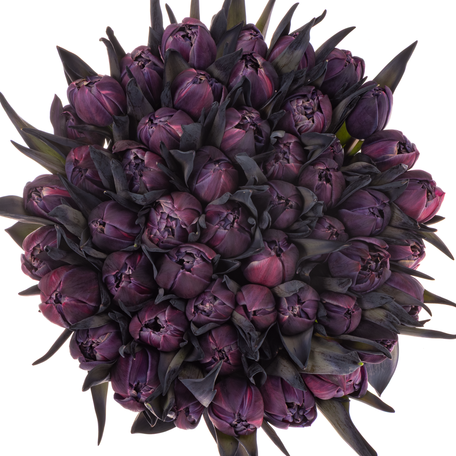 Tulpe Lila gefärbt Double Purple 32 Gramm