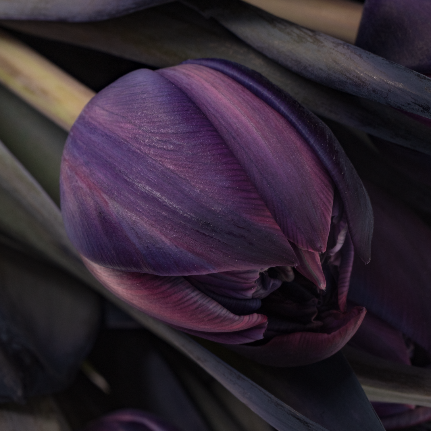 Tulpe Lila gefärbt Double Purple 32 Gramm