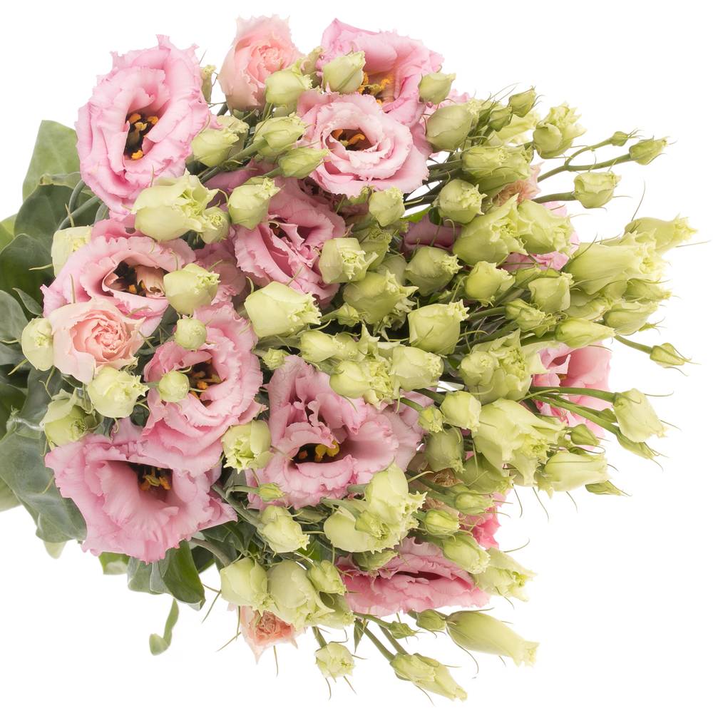 Lisianthus lachs Rosa Lisanne Muttertag Angebot 5+Blüte 70cm