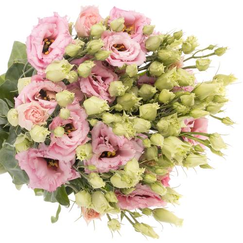 Lisianthus lachs Rosa Lisanne Muttertag Angebot 5+Blüte 70cm