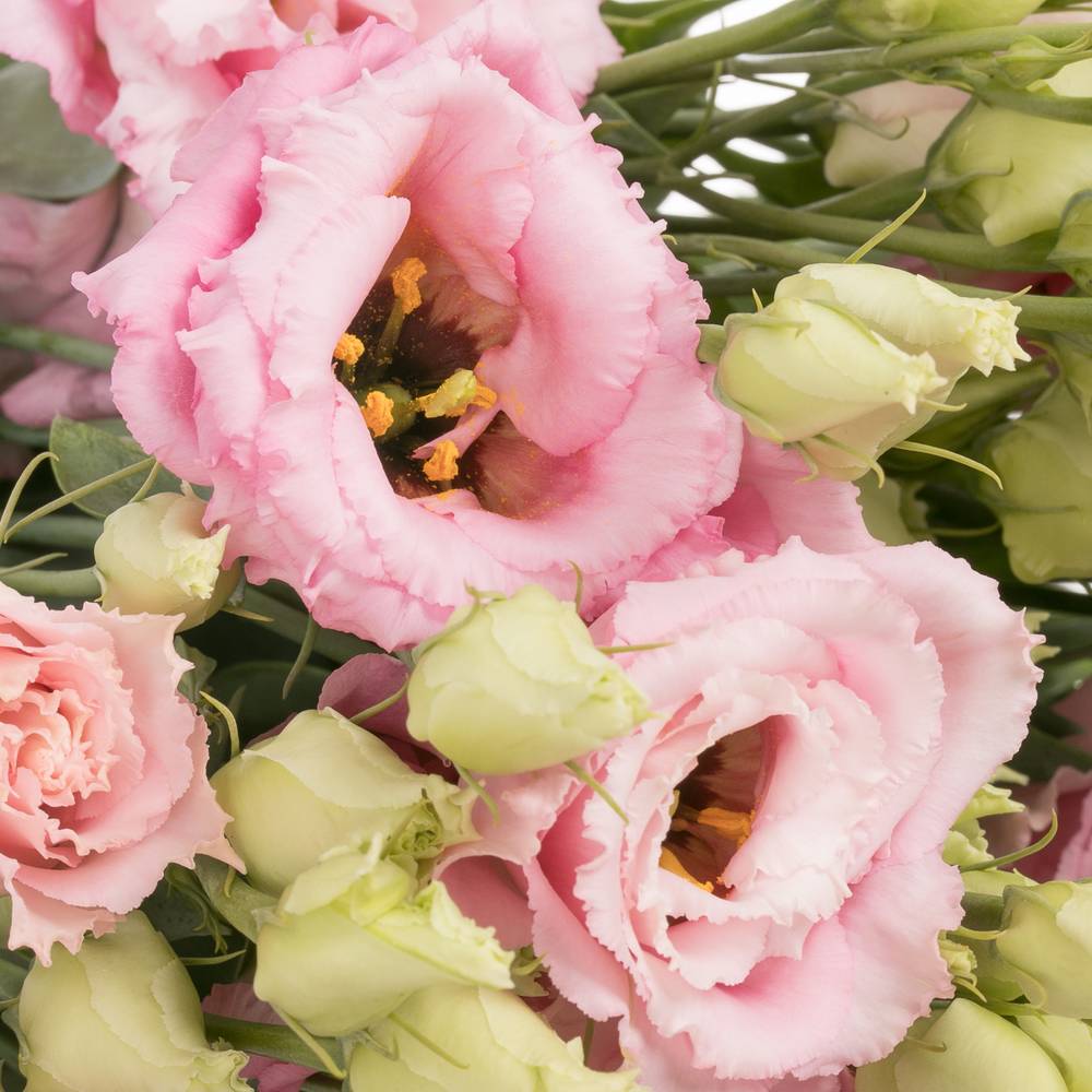 Lisianthus lachs Rosa Lisanne Muttertag Angebot 5+Blüte 70cm