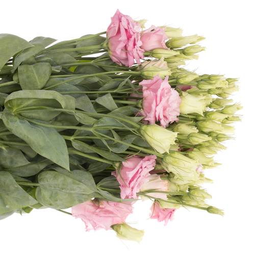 Lisianthus lachs Rosa Lisanne Muttertag Angebot 5+Blüte 70cm