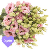 Lisianthus - LISIANTHUS ROSA VALENTIN ANGEBOT Lisianthus - LISIANTHUS ROSA VALENTIN ANGEBOT