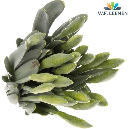 Narzisse gelb Royal Dutch 40cm