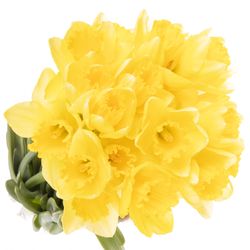 Narzisse gelb Royal Dutch 40cm