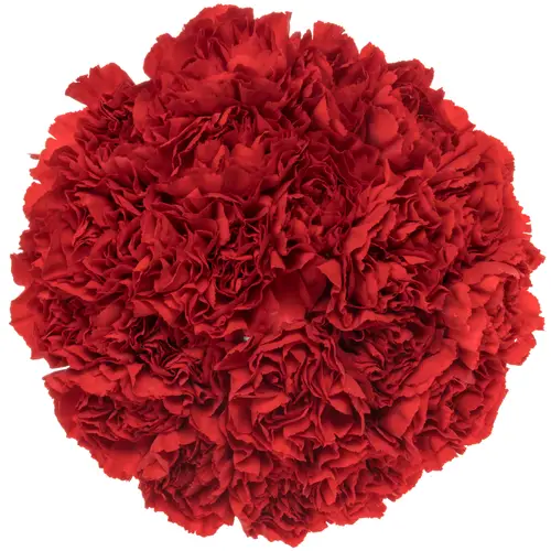 Nelke rot Gransole 70cm Weihnachten