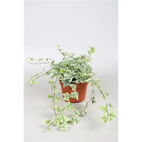 Efeu Mint Kolibr T13 H30